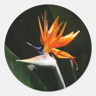 Sticker Rond Flower tropical orange paradise