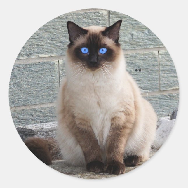 Sticker Rond Fluffy Chat aux yeux bleus (Devant)