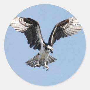 Sticker Rond Flying Osprey