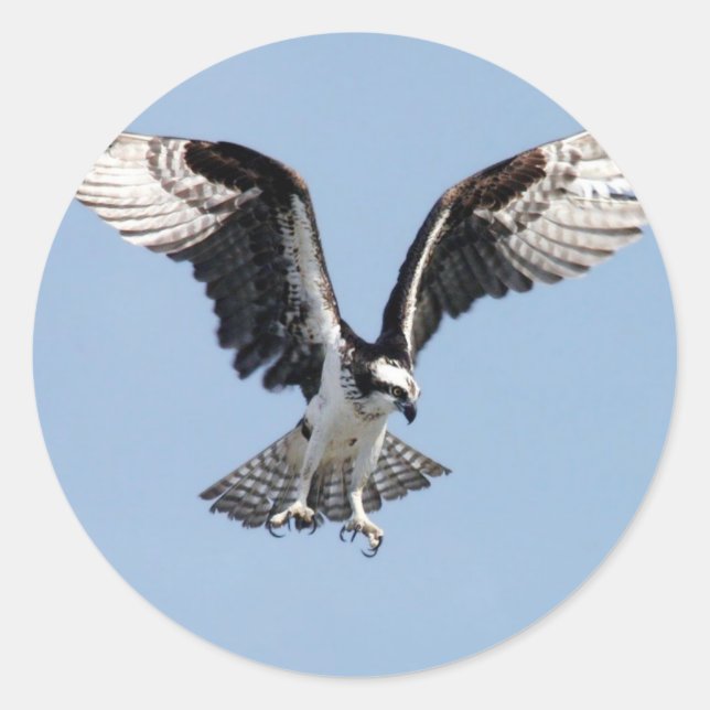 Sticker Rond Flying Osprey (Devant)