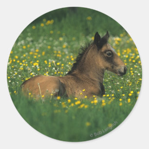 Sticker Rond Foal allongé dans les fleurs