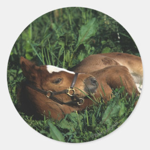 Sticker Rond Foie Thoroughbred allongé