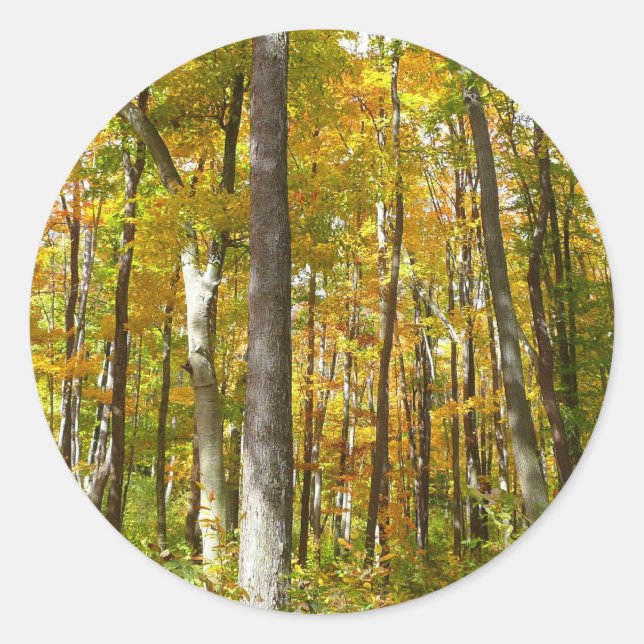 Sticker Rond Forêt du paysage d'automne Feuille Jaune (Devant)