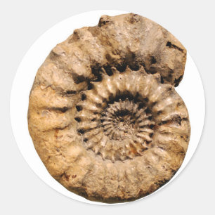 Sticker Rond Fossile ammonite