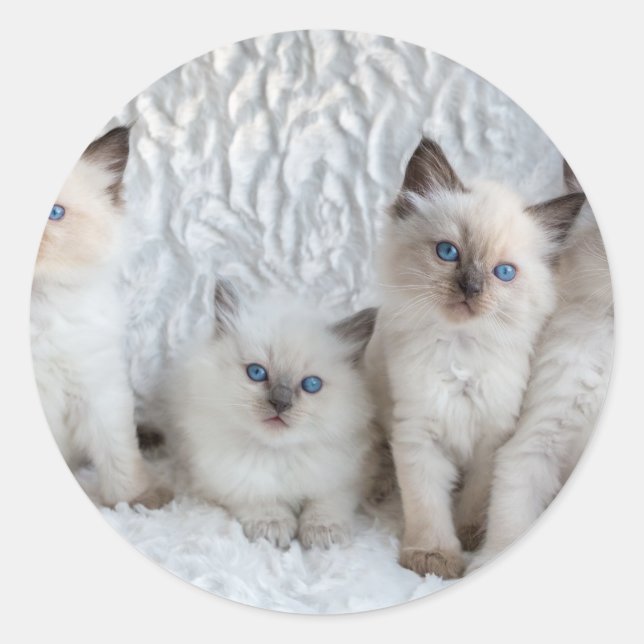 Sticker Rond Four Young Ragdoll cats sitting in a row (Devant)