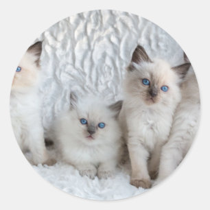 Sticker Rond Four Young Ragdoll cats sitting in a row
