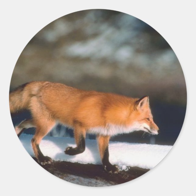 Sticker Rond Fox Coule En Neige (Devant)