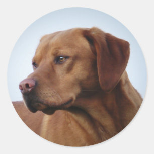 Sticker Rond Fox Red Labrador Gundog