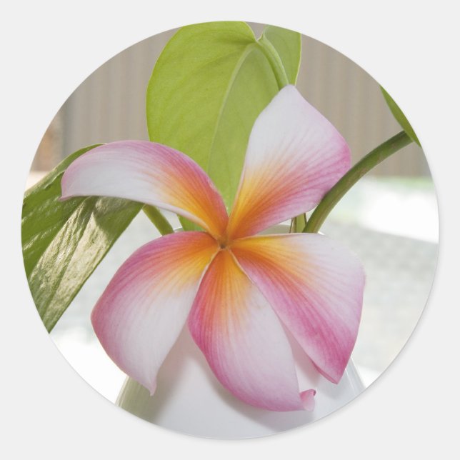 Sticker Rond Frangi Panni (Devant)