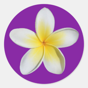Sticker Rond Frangipani