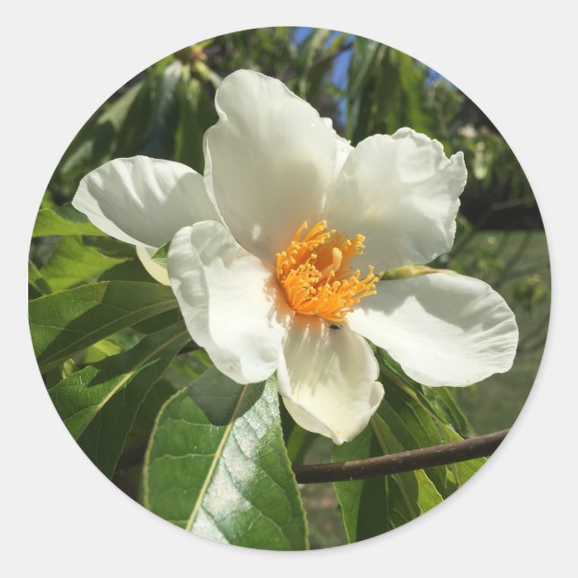 Sticker Rond Franklinia alatamaha (Devant)