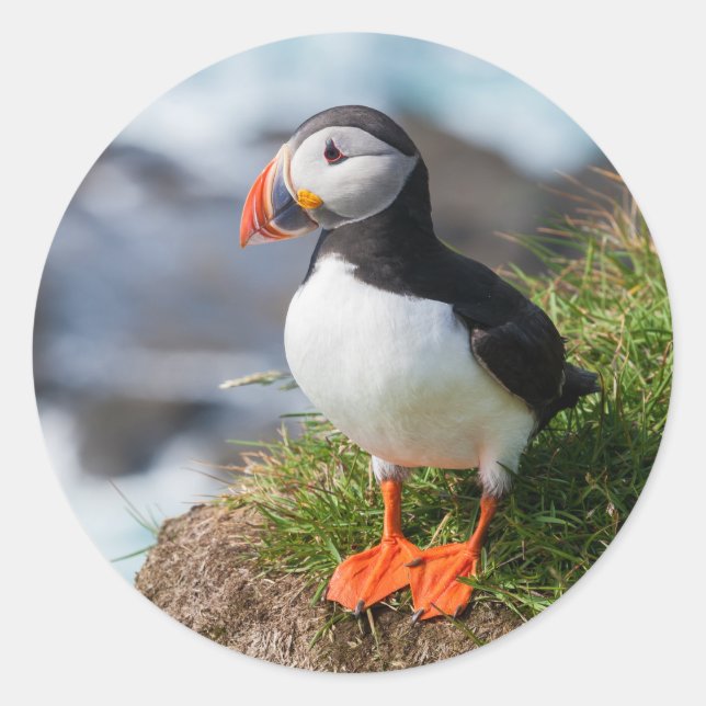 Sticker Rond Fratercula Arctica (Devant)