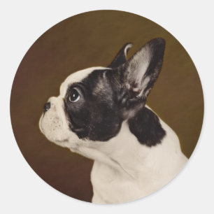 Sticker Rond Frenchie