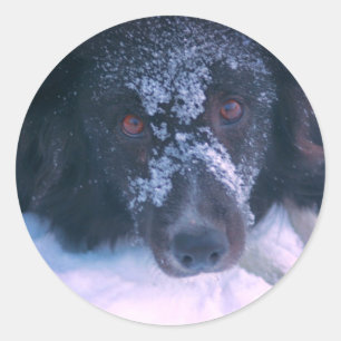 Sticker Rond Frontière à neige Collie Chien