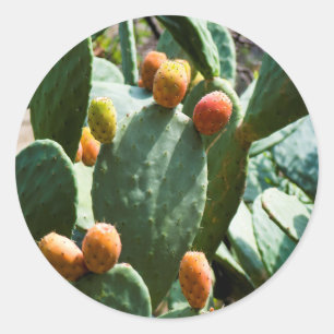 Sticker Rond Fruit de cactus à poires