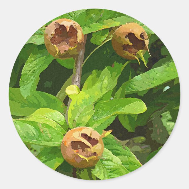 STICKER ROND FRUIT MODLAIRE (Devant)