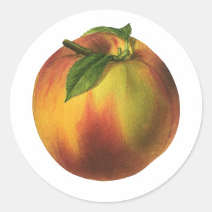 Sticker Rond Fruit vintage, Pêche biologique mûre à la feuille