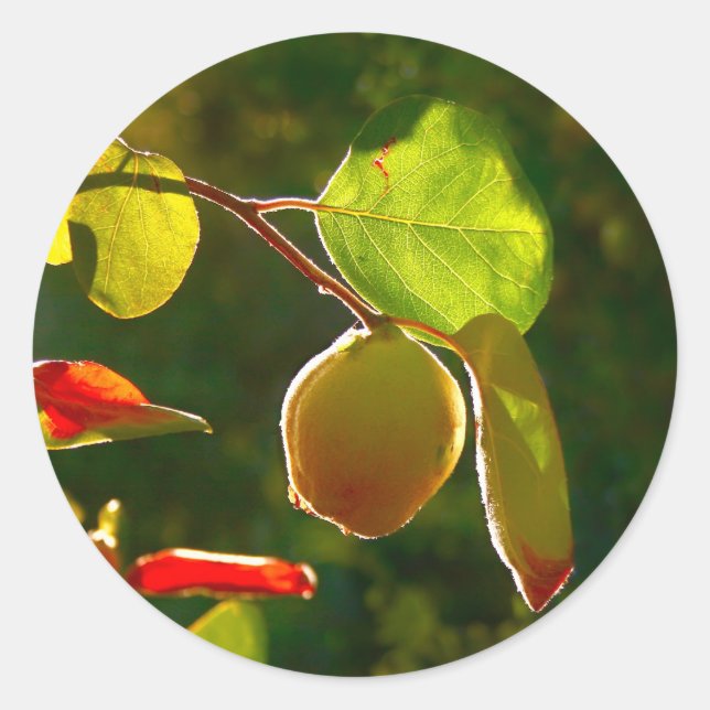 Sticker Rond Fruits de coing sur arbre (Devant)