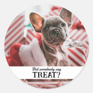 Sticker Rond Funny Photo pour animal de compagnie