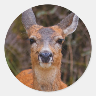 Sticker Rond Funny Young Blacktail Deer sourit à un photographe