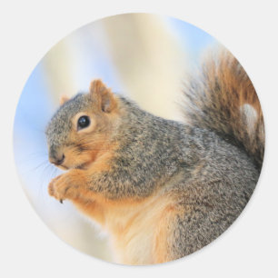 Sticker Rond Furball d'aujourd'hui