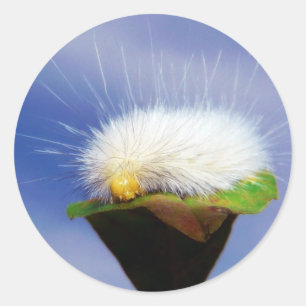 Sticker Rond Fuzzy White Caterpillar