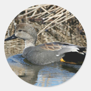 Sticker Rond Gadwall Drake