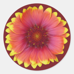 Sticker Rond Gaillardia 1