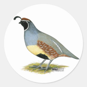 Sticker Rond Gambel's Desert Quail