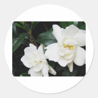 Sticker Rond Gardenias