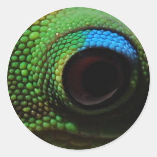 Sticker Rond Gecko Eyeball