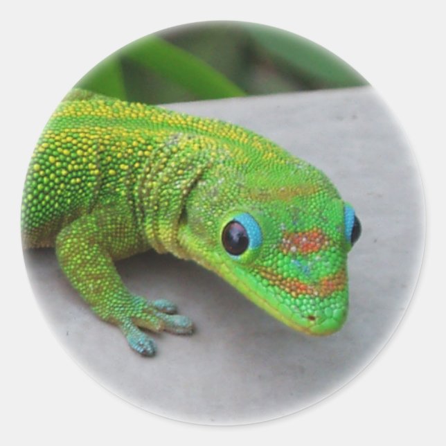 Sticker Rond Gecko Gold Dust Day - Audition et obtenir quelques (Devant)