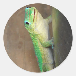 Sticker Rond Gecko Jour Poussière Or