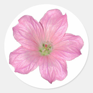 Sticker Rond Géranium rose