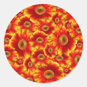 Sticker Rond Gerbera Daisies