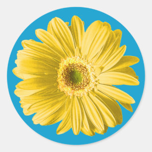 Sticker Rond Gerbera jaune Fleur marguerite