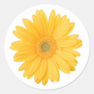 Sticker Rond Gerbera jaune vif Fleur marguerite