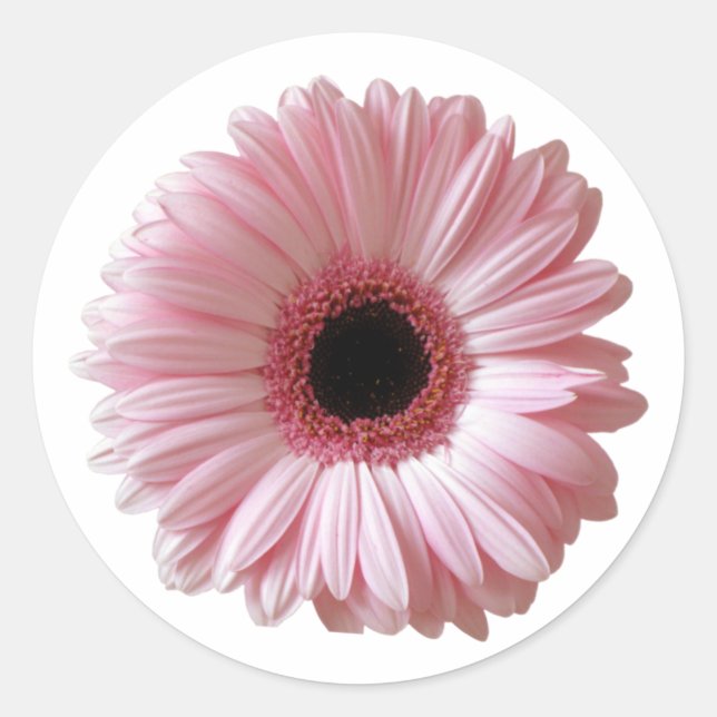 Sticker Rond Gerbera Marguerite Rose (Devant)