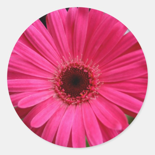 Sticker Rond Gerbera Rose Daisy (Devant)
