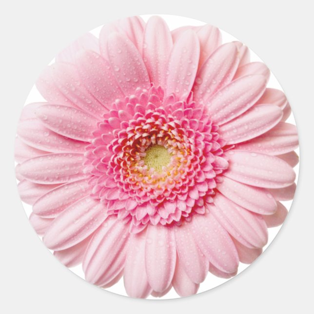 Sticker Rond Gerbera Rose Daisy (Devant)