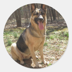 Sticker Rond german shepard