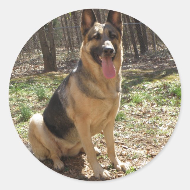 Sticker Rond german shepard (Devant)