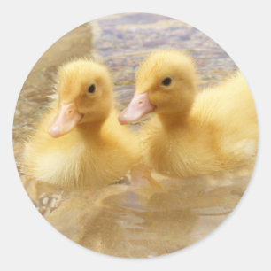 Sticker Rond Getty Images   Fuzzy Yellow Ducklings