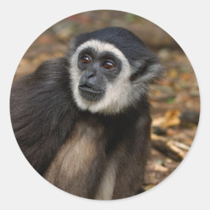 Sticker Rond Gibbon (Hylobates Lar) à poitrine blanche, singe