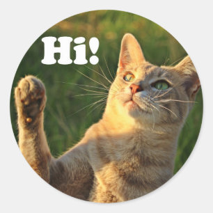 Sticker Rond Ginger Cat Dit Bonjour !