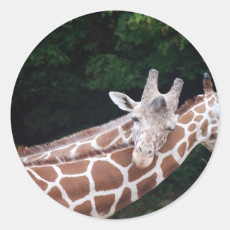 Sticker Rond girafes frottant des cou