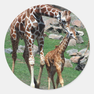 Sticker Rond Giraffe