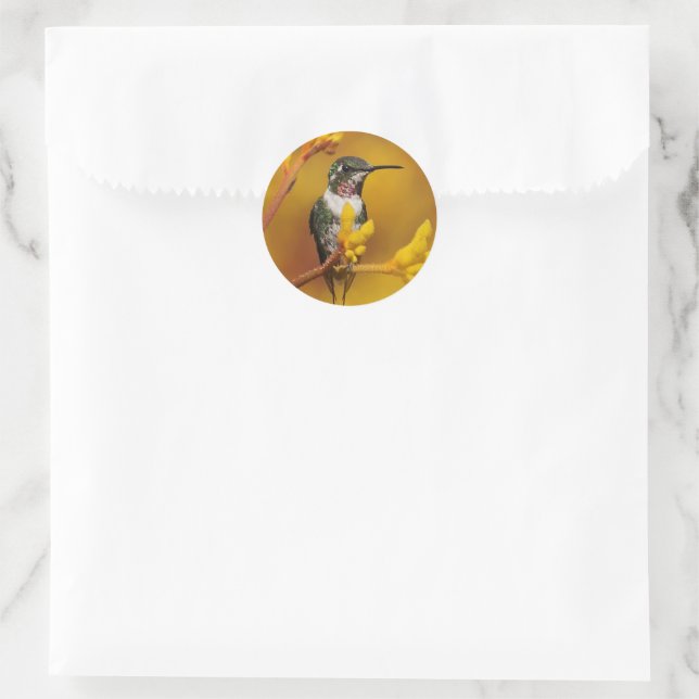 Sticker Rond Golden Glow (Sac)