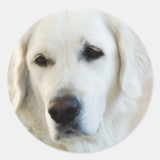 Sticker Rond Golden Retriever