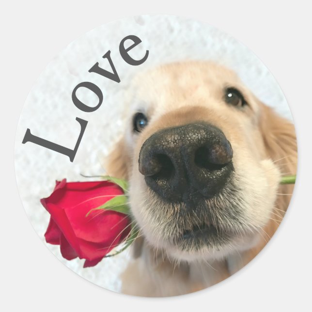 Sticker Rond Golden Retriever Avec Rose Rouge Valentine Love (Devant)